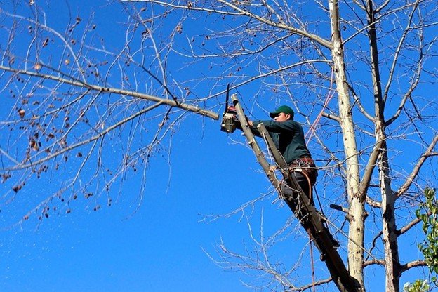 Overgrown tree canopy with dense branches before professional tree trimming and pruning service in Maryland Heights, MO.