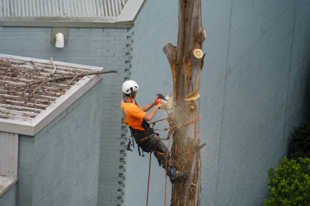 Experienced tree removal specialist safely removing a large tree beside a residential structure using professional climbing equipment