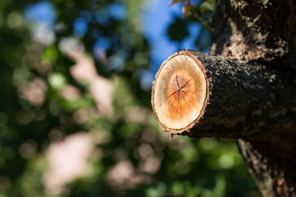 Freshly pruned tree branch showing clean, professional cuts made during expert tree trimming and pruning services by Evergreen Tree Service
