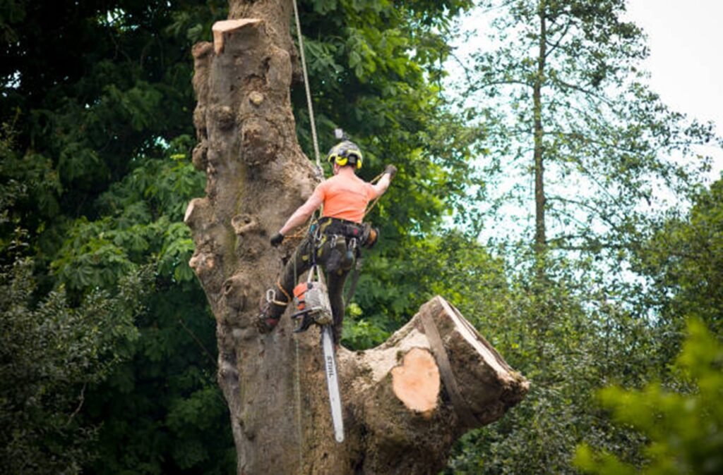 Certified arborist safely removing a large tree using climbing gear and a chainsaw during a residential tree removal project in Wentzville, MO.