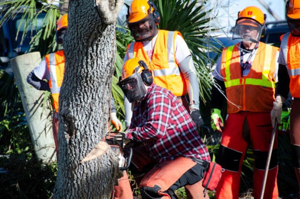 Professional tree removal crew safely cutting down a residential tree using chainsaws and protective safety equipment in Wentzville, MO.