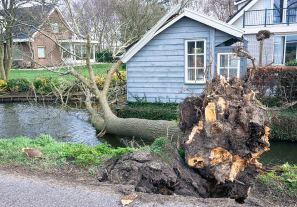 Large uprooted tree lying beside a residential property after severe storm damage, requiring professional cleanup in Wentzville, MO.