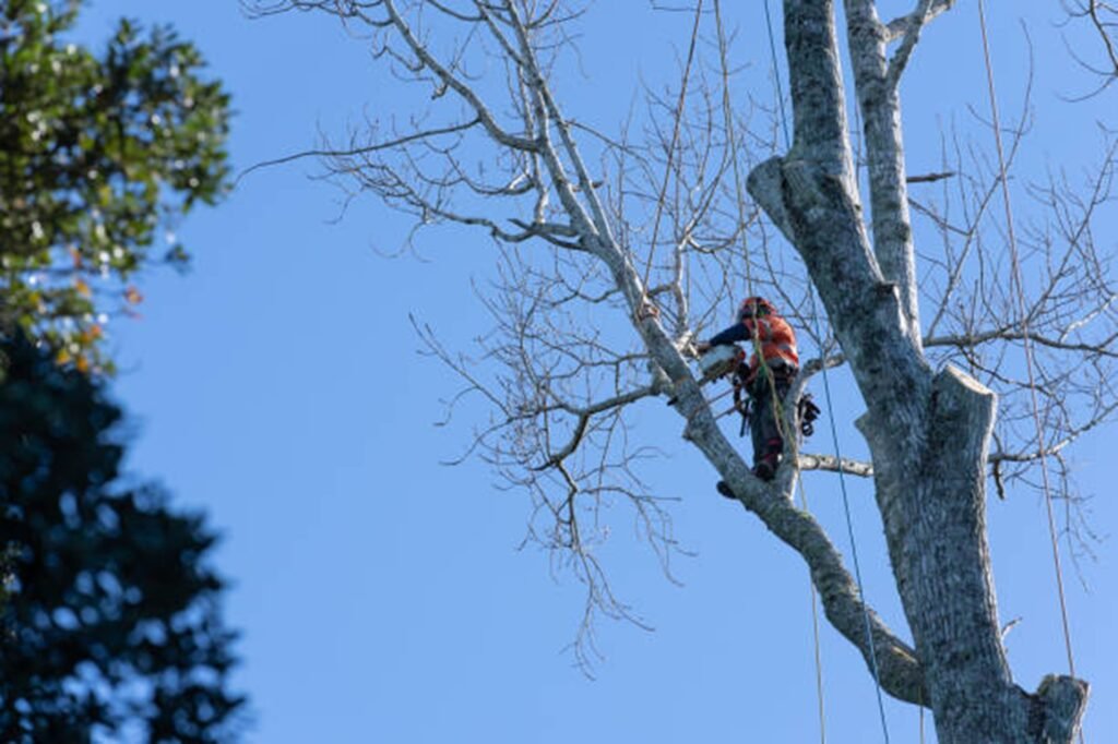 Professional arborist safely removing a large tree using climbing equipment during a residential tree removal project in Maryland Heights, MO.
