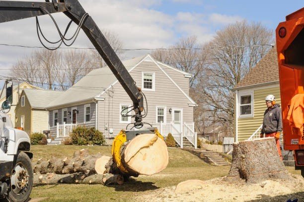 Professional emergency tree service crew cutting and removing a large fallen tree blocking a residential street in Wentzville, MO.