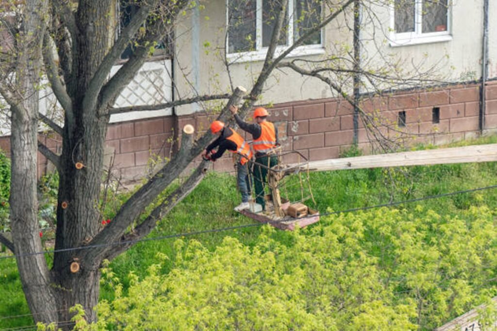 Professional tree trimming crew using an aerial lift to prune large tree branches at a residential property in Maryland Heights, MO.