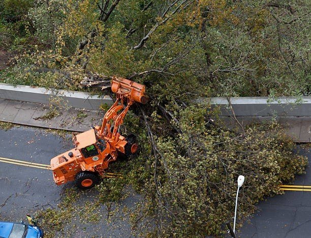Professional heavy equipment removing a massive fallen tree from a roadway during storm damage cleanup